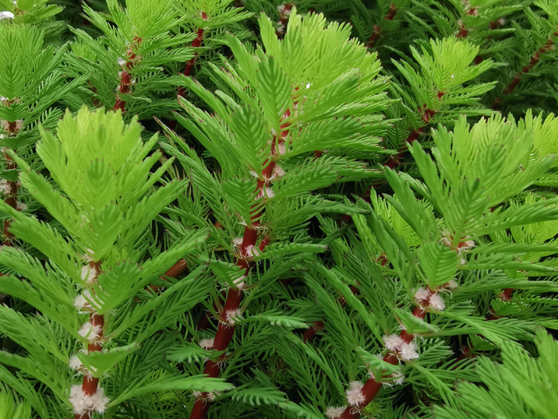 Tausendblatt - Myriophyllum hippuriodes